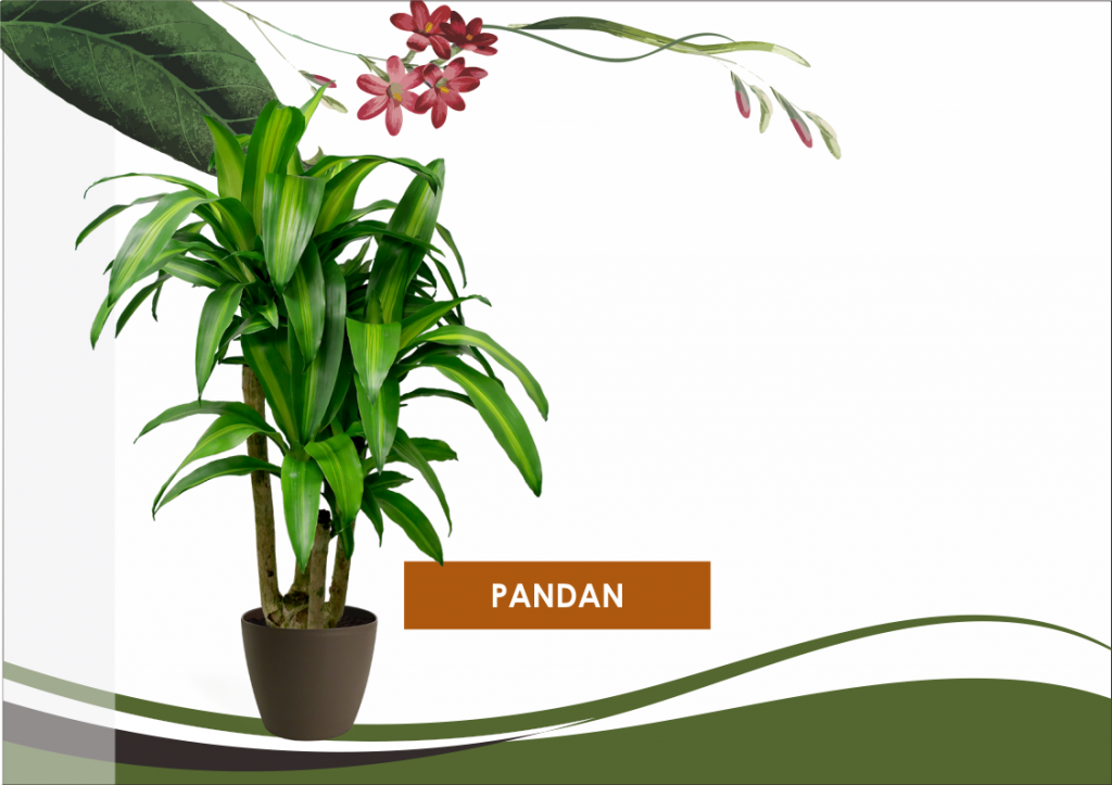 Harga Sewa Tanaman Hias