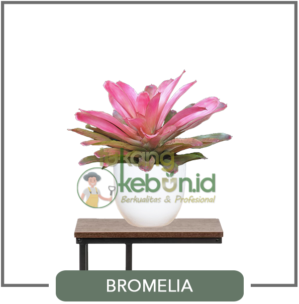 Vendor Sewa Tanaman Jakarta